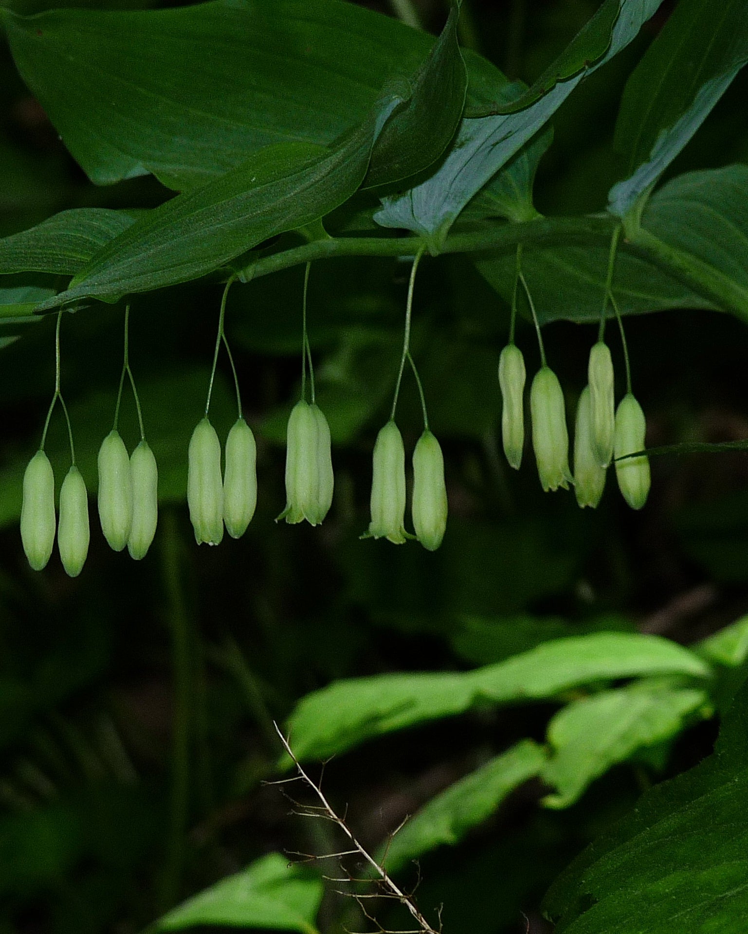 Green bell-shaped flowers hanging from a branch with dark green leaves.